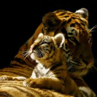 tigerkisses